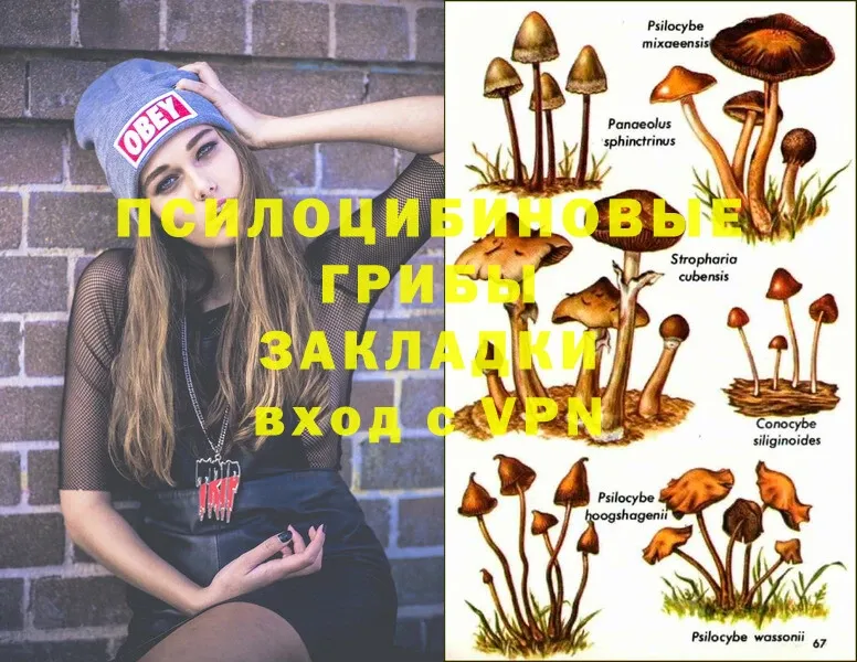 Псилоцибиновые грибы Cubensis  omg   Котельнич 